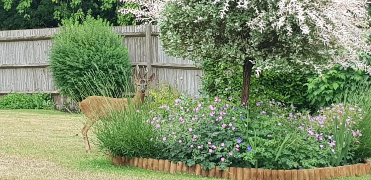 Ha'Penny Acre Bed & Breakfast Sherfield English Luaran gambar